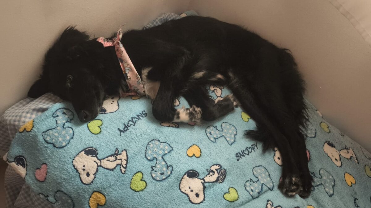 Dulce dormida en su cama, ya en su casa