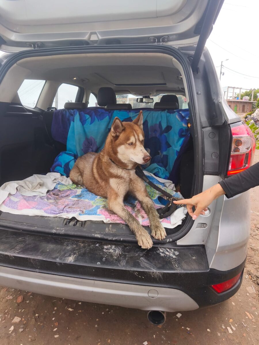 Un husky montado en la camioneta el día que se fue a su hogar