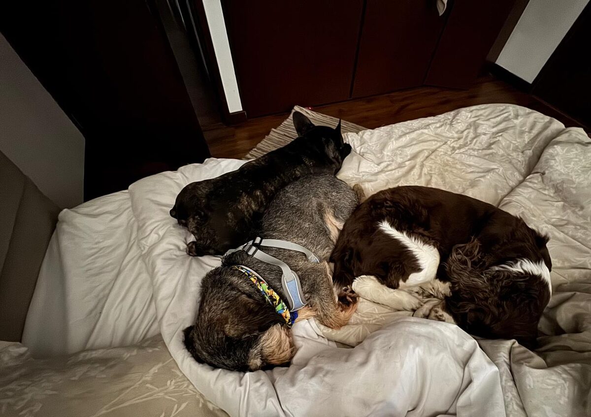 Roberto durmiendo en una cama con otros dos perros