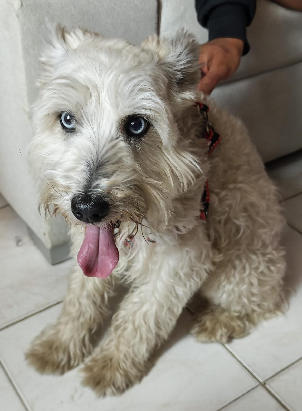 El perro sentado sobre baldosa blanca, mirando de frente, con los dos ojos azul claro a la vista