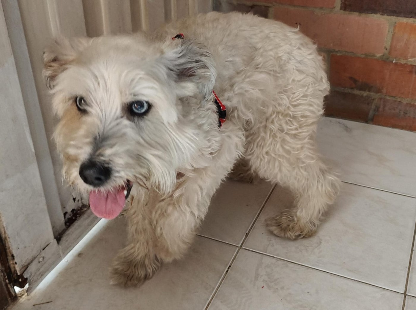 Perro tipo schnauzer mestizo, blanco crema y de pelo largo, mirando a la cámara con los dos ojos azul claro