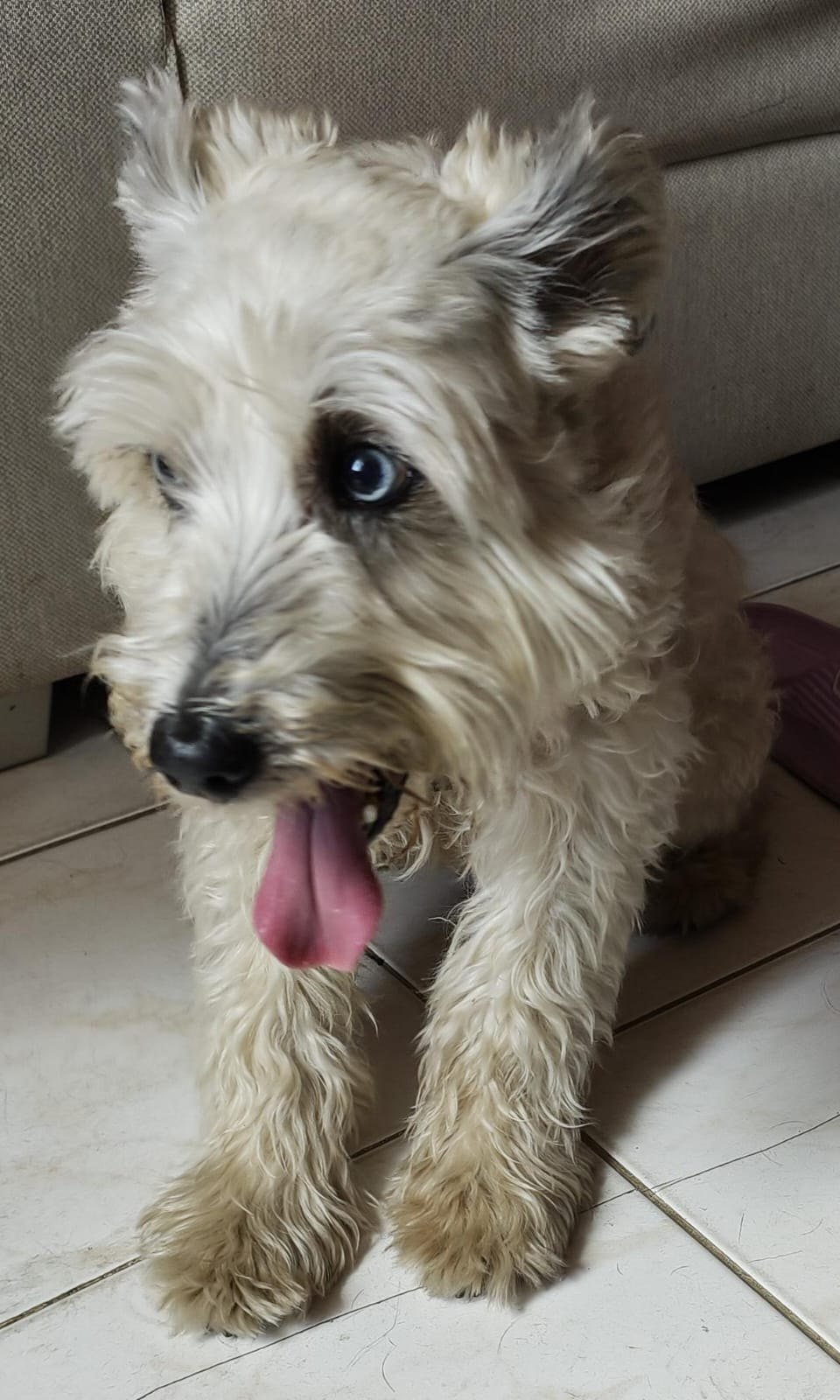 Primer plano del perro donde se ven las manchas grises en las orejas y las cejas de schnauzer