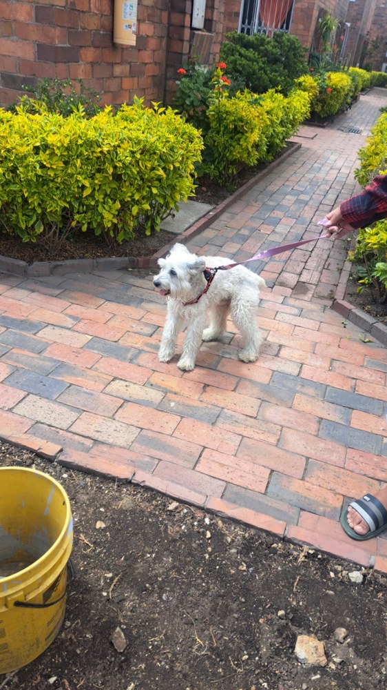 El perro de pie sobre un andén de ladrillo, sujeto con una correa improvisada